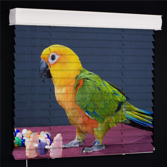 Parrot Venetian